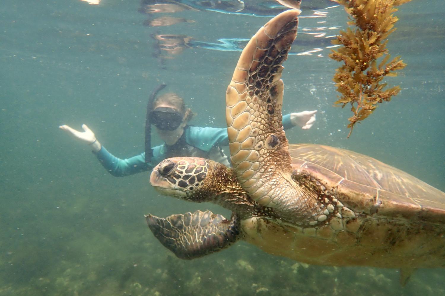 一名<a href='http://72rt.ngskmc-eis.net/'>bv伟德ios下载</a>学生在Galápagos群岛游学途中与一只巨龟游泳.